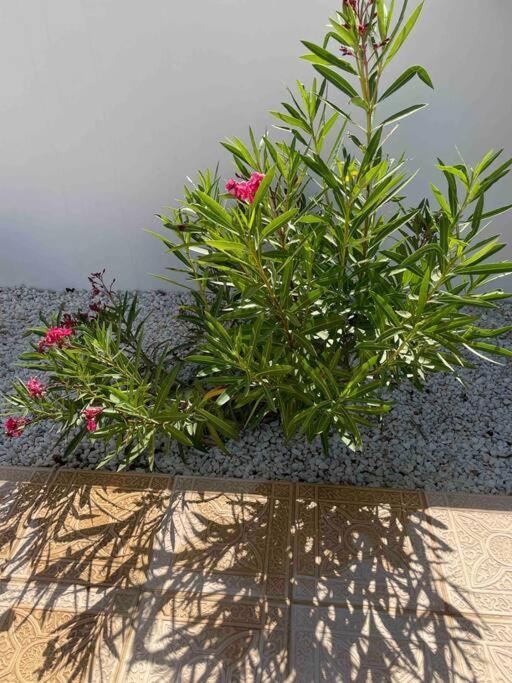 Casa Pap Βίλα Arboleas Εξωτερικό φωτογραφία